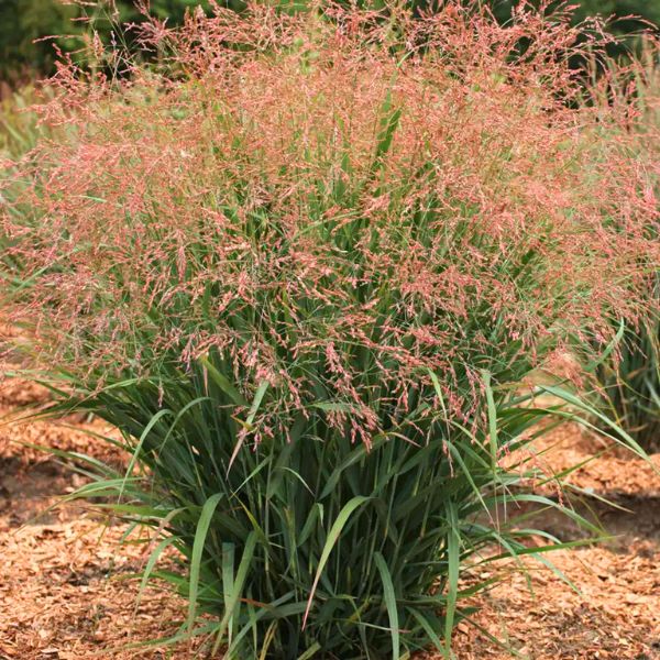 Dream Catcher® Smoky Rose® Switch Grass