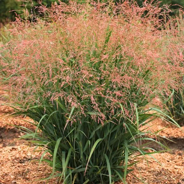 Dream Catcher® Smoky Rose® Switch Grass