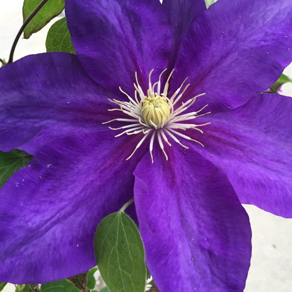 Duchess of Cornwall Close Up