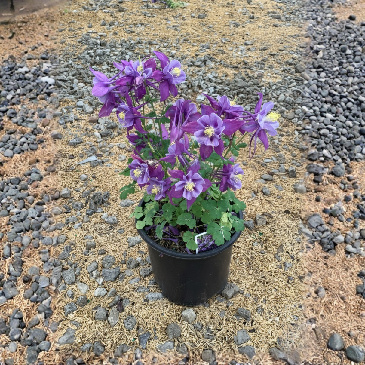 Earlybird™ Purple Blue Columbine