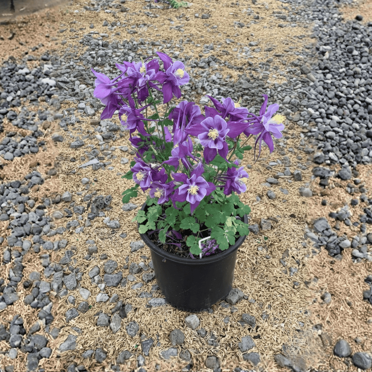 Earlybird™ Purple Blue Columbine