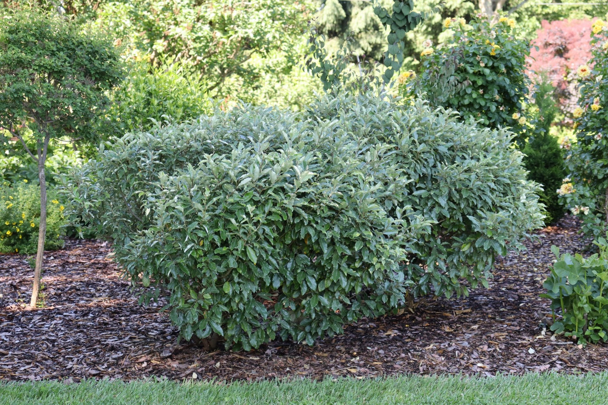 Mr. Smooth® Seedless Thornless Silverthorn (Elaeagnus × ebbingei 'NCEX1'), a shrub featuring white flowers and broad-leaved evergreen.