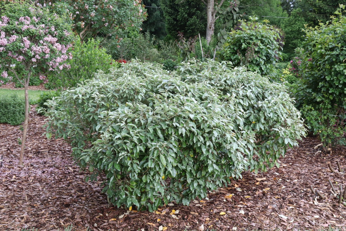 Close-up of white elaeagnus flowers on Mr. Smooth® Seedless Thornless Silverthorn blooming in early fall to late fall.