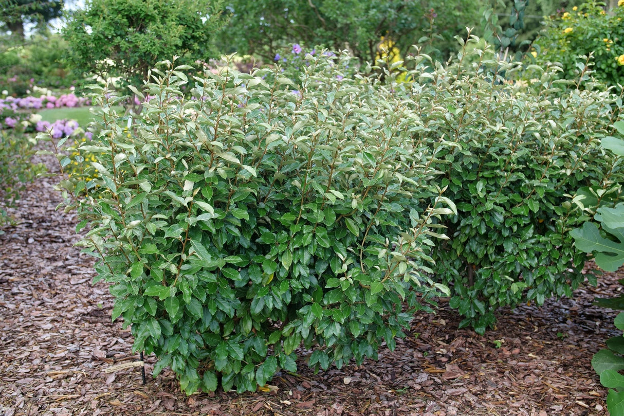 Broad-Leaved Evergreen foliage of Mr. Smooth® Seedless Thornless Silverthorn (Elaeagnus × ebbingei 'NCEX1') in a garden setting.