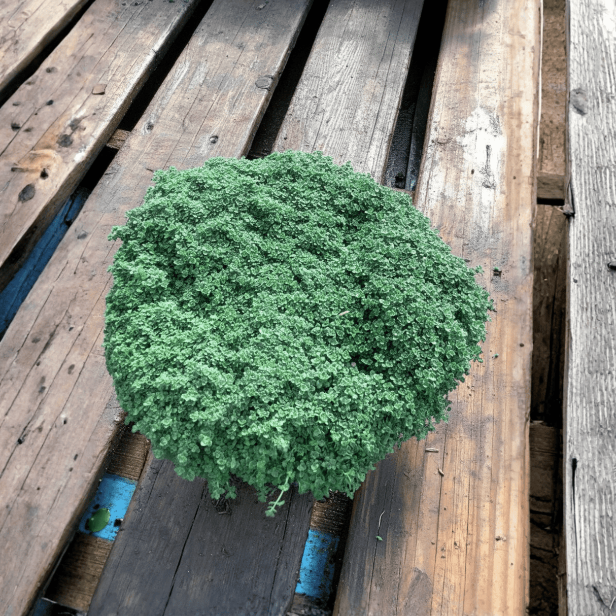 Green Thyme bush on a wooden pallet
