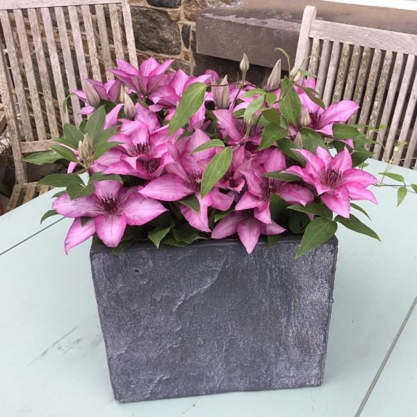 Elodi Clematis In Decorative Pot