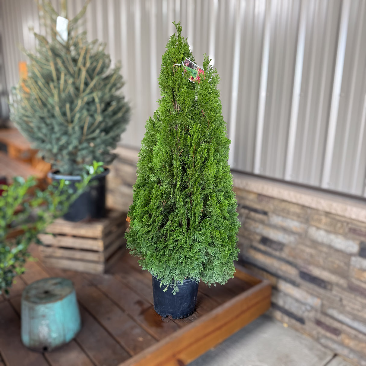 The Emerald Green Arborvitae keeps its color through the coldest months. Perfect for Christmas landscapes and winter screens, it’s a low-maintenance evergreen that stays bright and full all year.