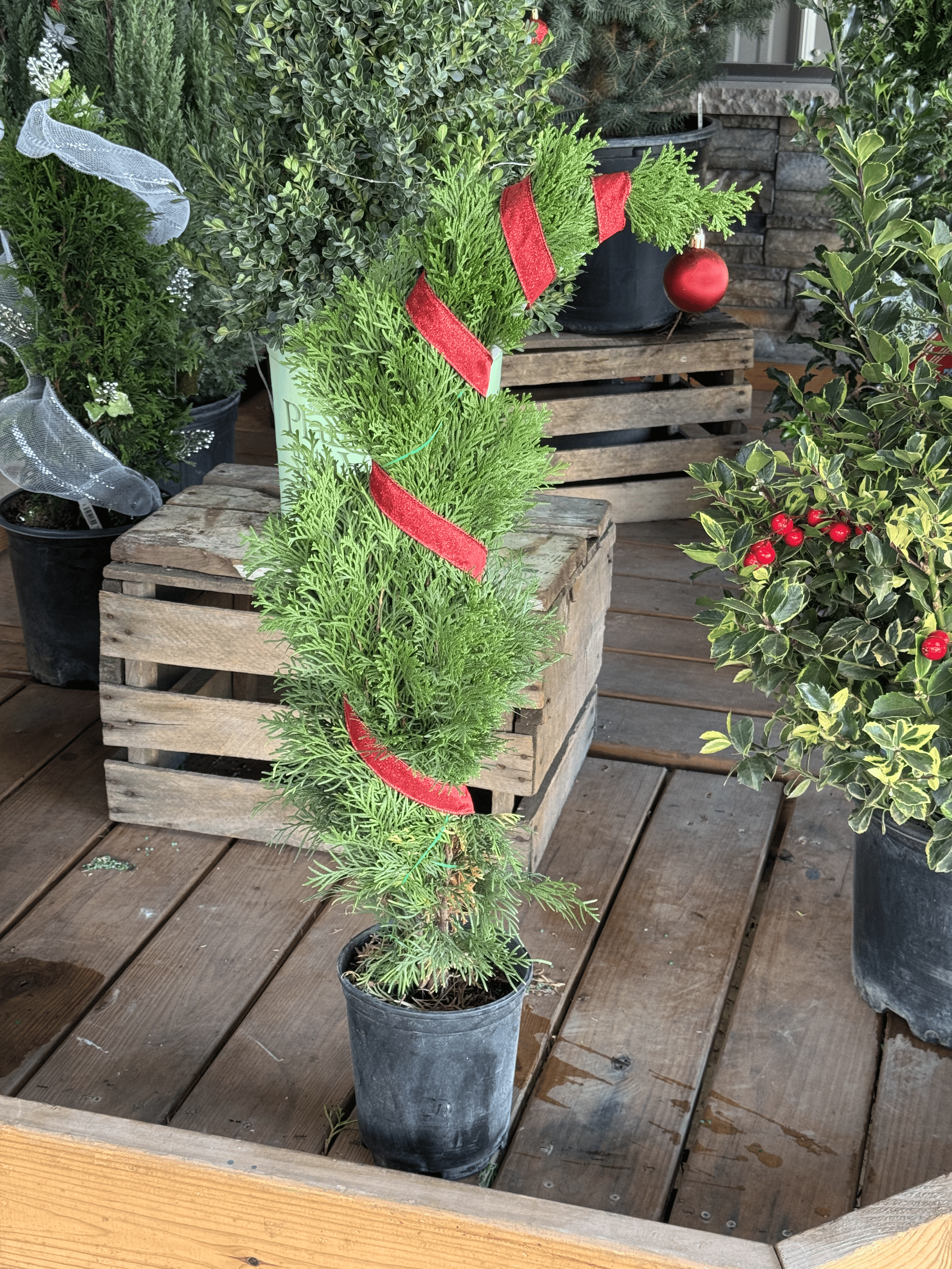 The Emerald Green Arborvitae keeps its color through the coldest months. Perfect for Christmas landscapes and winter screens, it’s a low-maintenance evergreen that stays bright and full all year.
