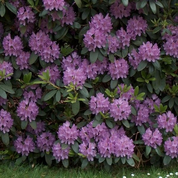 English Roseum Rhododendron evergreen flowering shrub displaying rose-pink blooms against dense green leaves in a classic garden landscape.