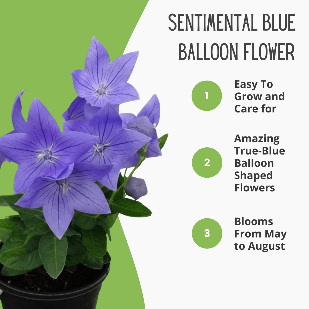 A potted Sentimental Blue Balloon Flower with purple-blue star-shaped blooms and a list of features: easy to grow, true-blue balloon-shaped flowers, and a bloom period from May to August.