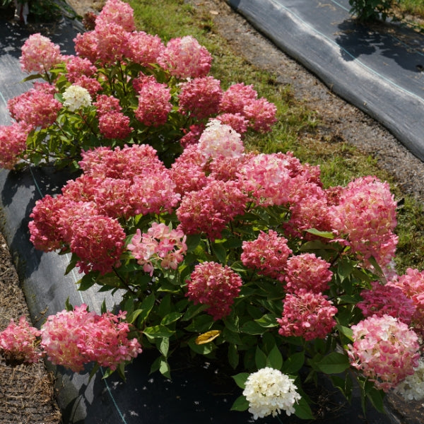 Fire Light Tidbit® Panicle Hydrangea