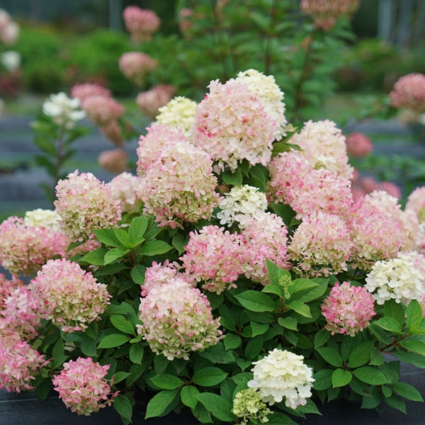Fire Light Tidbit® Panicle Hydrangea