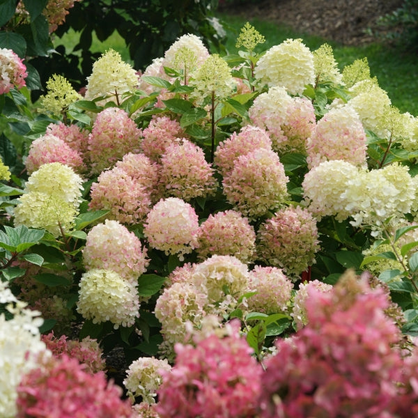 Fire Light Tidbit® Panicle Hydrangea