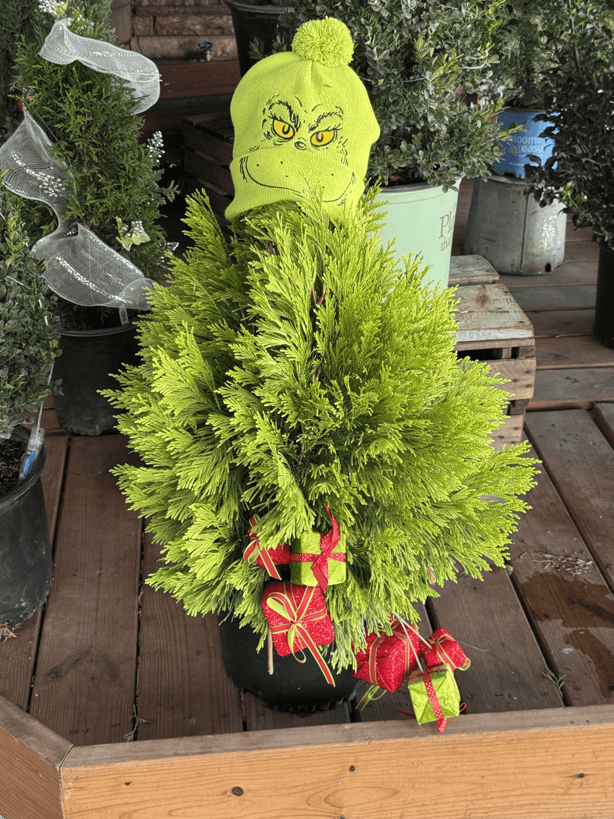 Add a touch of gold to your Christmas and winter garden with the Forever Goldy Arborvitae. Its brilliant year-round color brings warmth and cheer to festive plantings and evergreen hedges.