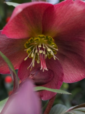FrostKiss™ Anna's Red Lenten Rose