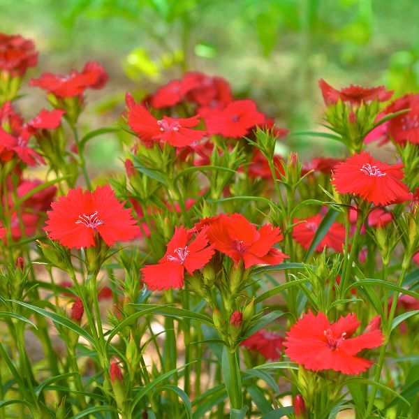 Frosty Fire Dianthus