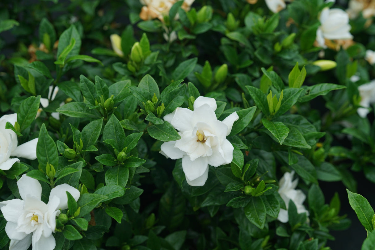 Pillow Talk® Gardenia (Gardenia jasminoides 'SMNGDUO'), a shrub featuring dense, mounding form.