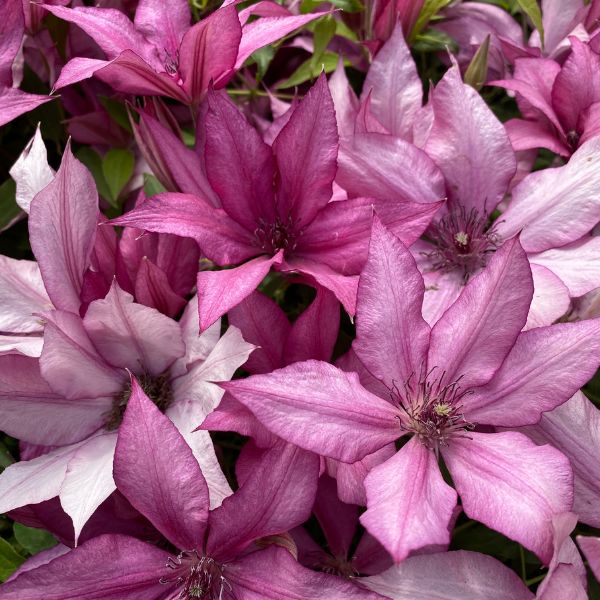 Giselle Clematis Full Blooms