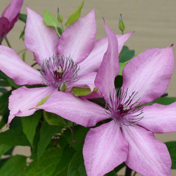 Giselle Clematis Dual Blooms