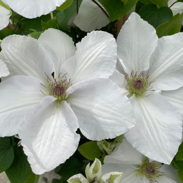 Guernsey Flute Clematis Dual Blooms
