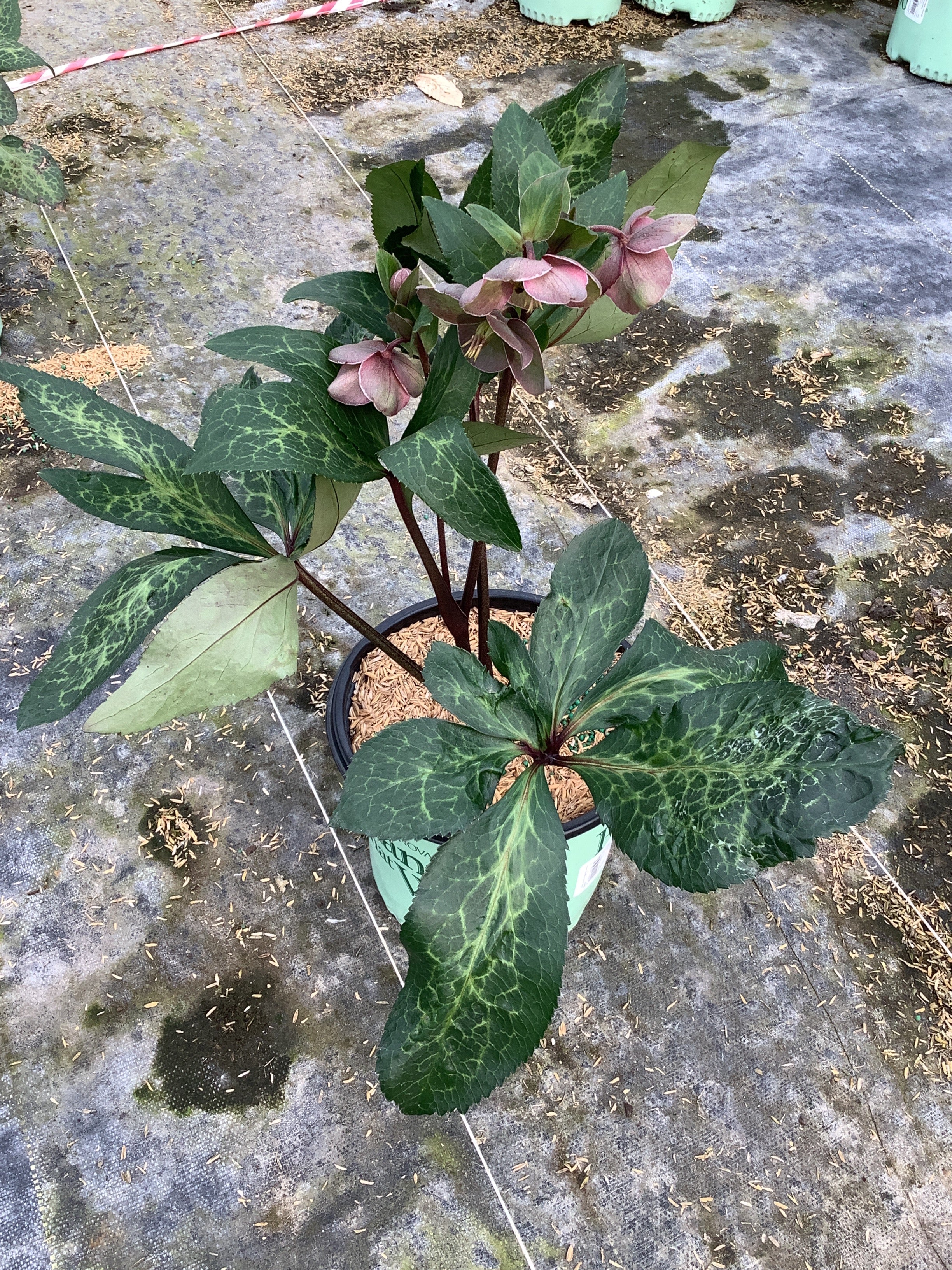 FrostKiss™ Pippa's Purple® Lenten Rose