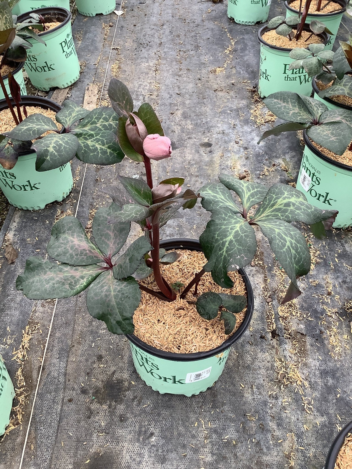 FrostKiss™ Penny's Pink® Lenten Rose