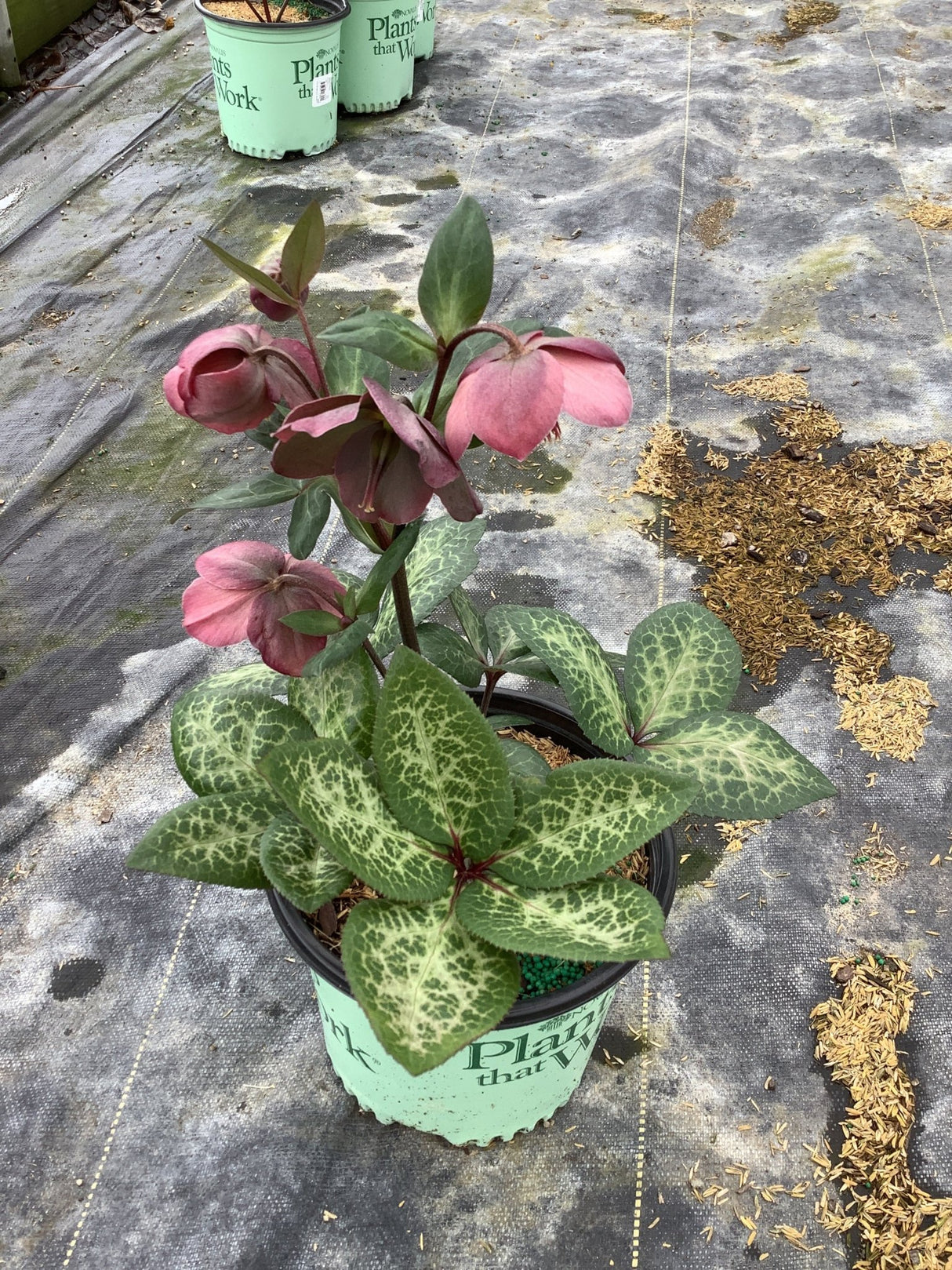 FrostKiss™ Penny's Pink® Lenten Rose