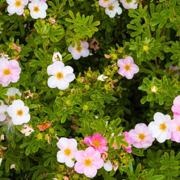 Happy Face Pink Paradise is a drought tolerant and cold-hardy shrub. Features long-blooming pink flowers perfect for a low-maintenance border or container garden.