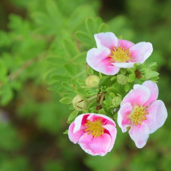 Happy Face Pink Paradise Potentilla (Dasiphora fruticosa 'Kupinpa'). This low-maintenance shrub has semi-double, clear pink flowers with bright centers. Ideal for borders/mass planting.