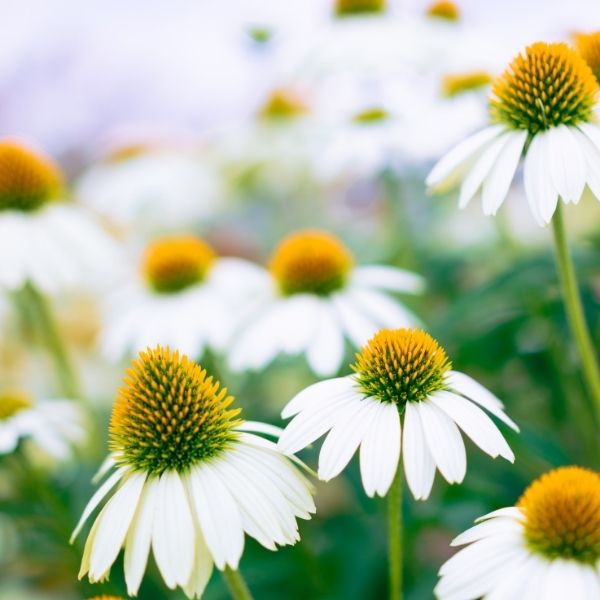 Happy Star Coneflower