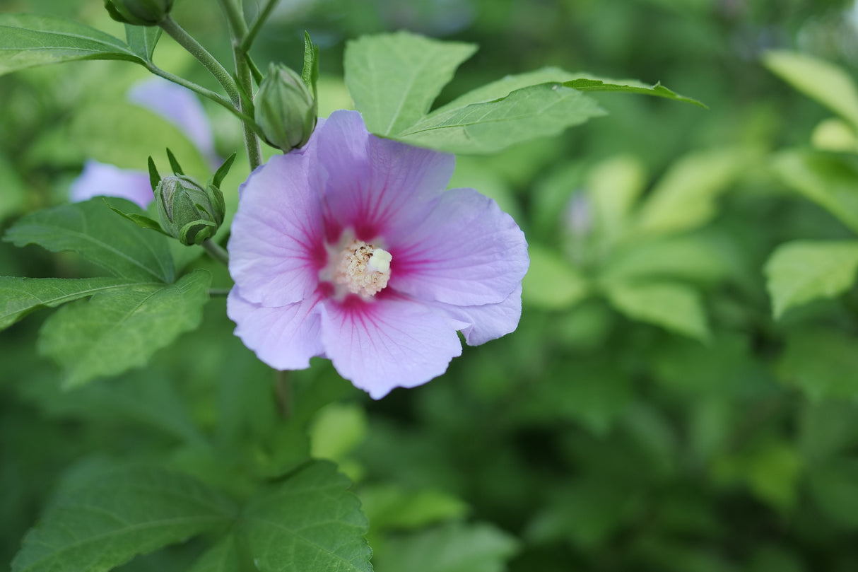 Paraplu Adorned® Rose of Sharon