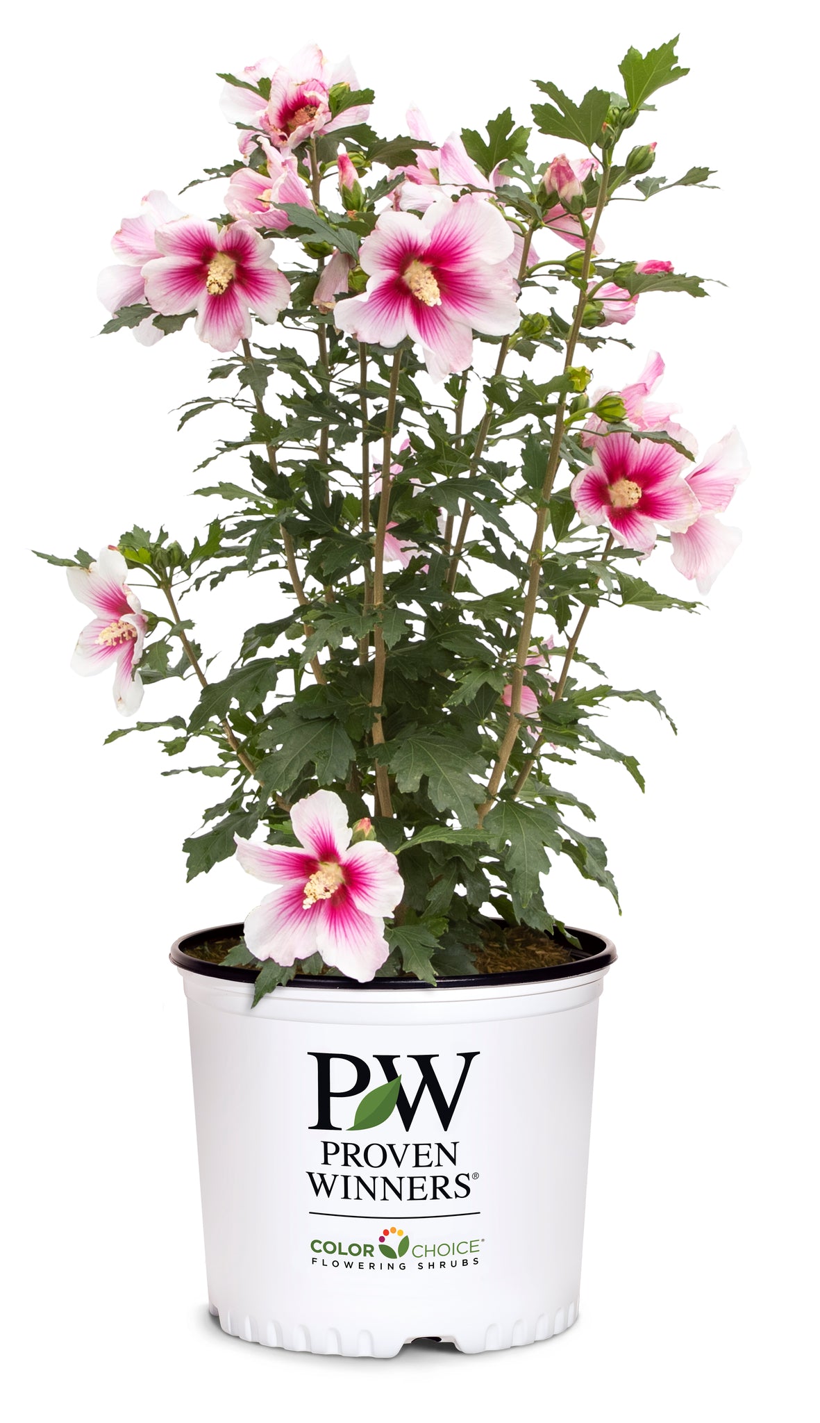Paraplu Pink Ink® Rose of Sharon