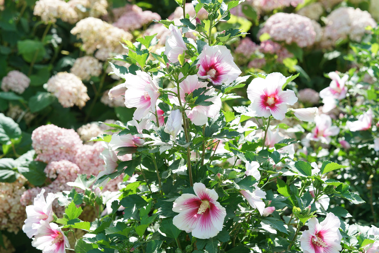 Paraplu Pink Ink® Rose of Sharon