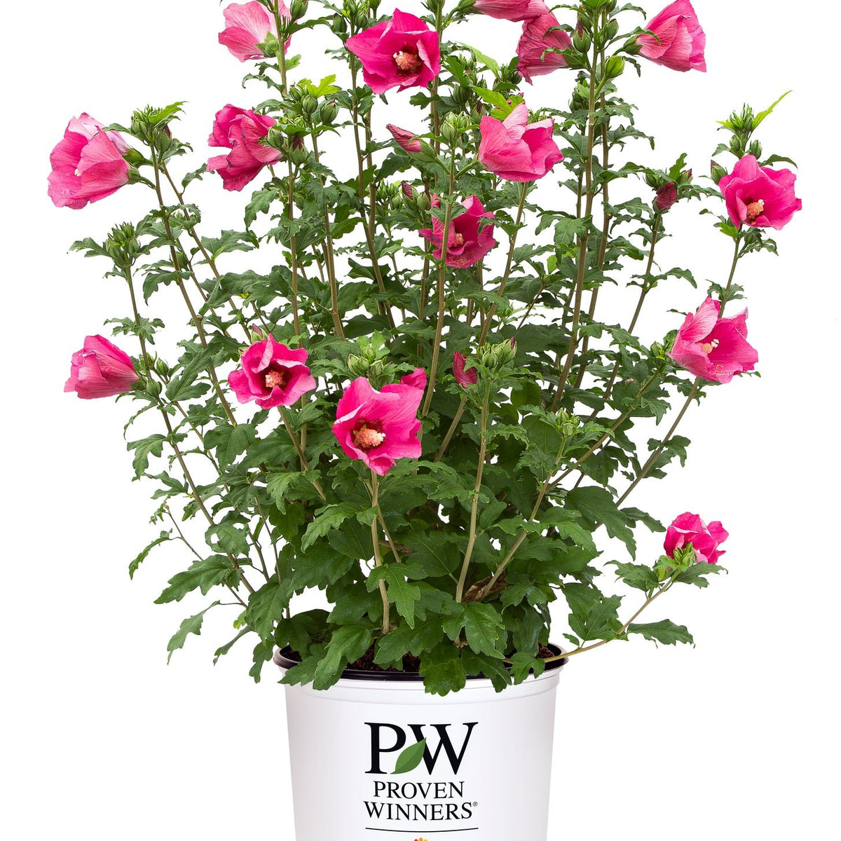 can you plant rose of sharon in a pot Paraplu Rouge® Rose of Sharon
