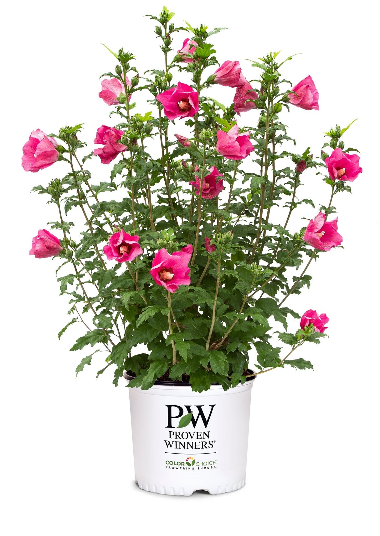 Paraplu Rouge® Rose of Sharon