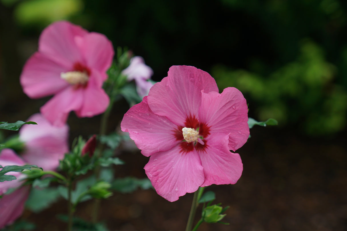 Paraplu Rouge® Rose of Sharon
