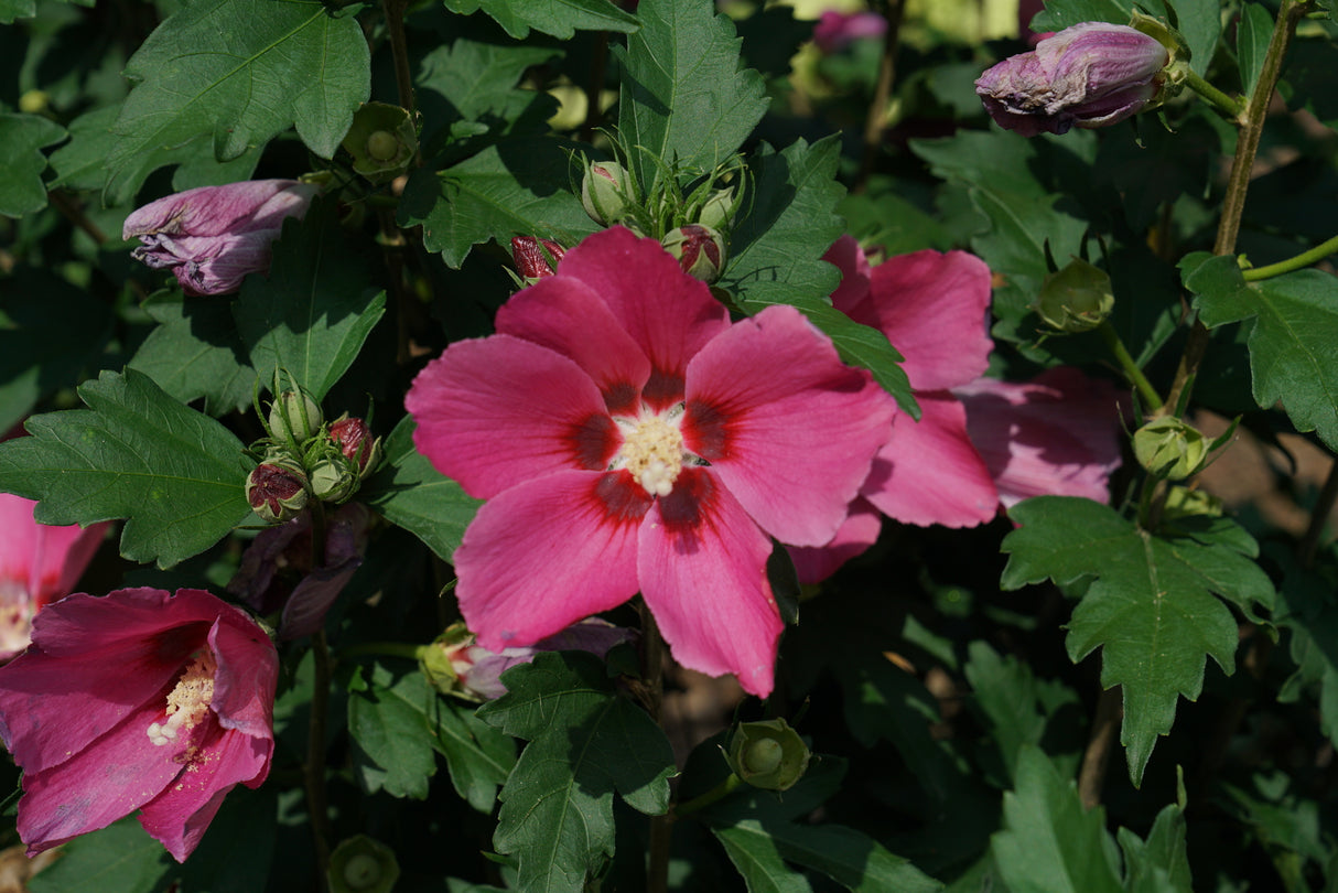 Paraplu Rouge® Rose of Sharon