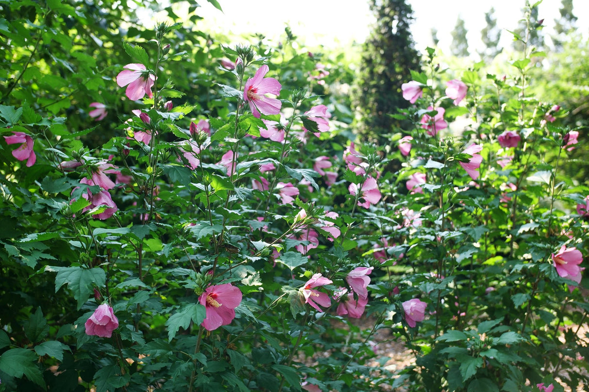 Paraplu Rouge® Rose of Sharon