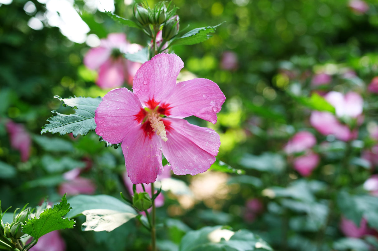 Paraplu Rouge® Rose of Sharon