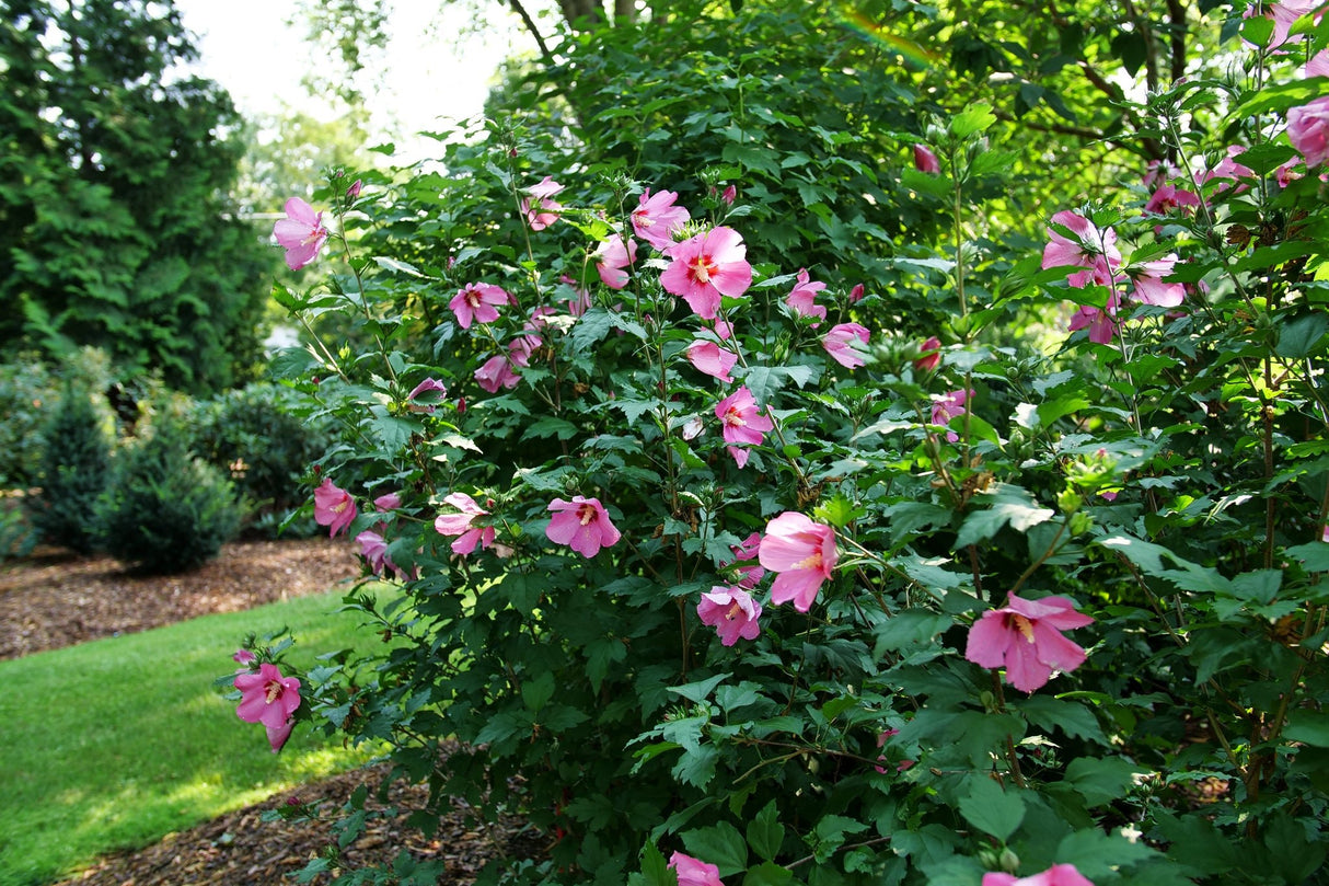 Paraplu Rouge® Rose of Sharon