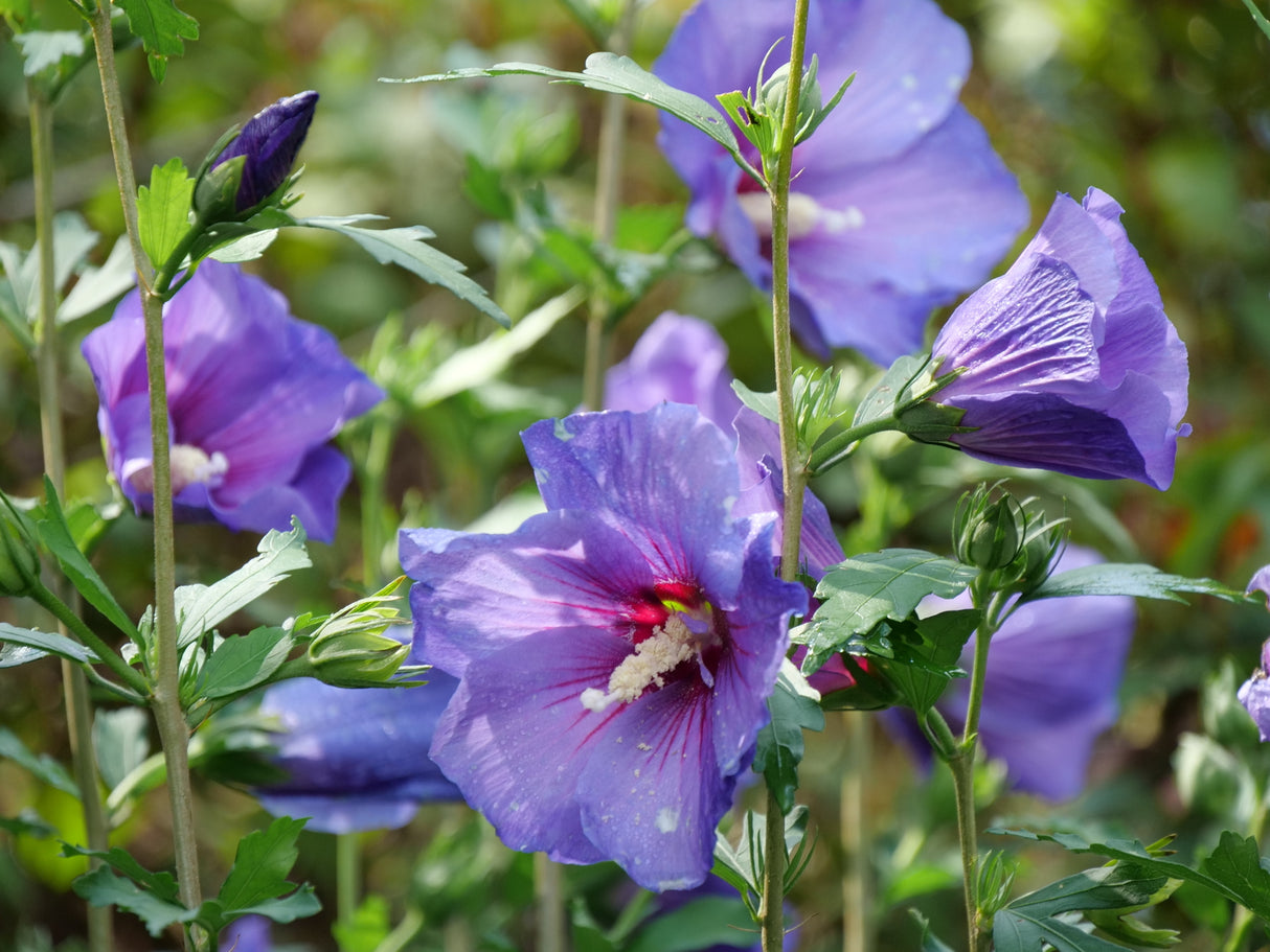 Paraplu Violet® Rose of Sharon
