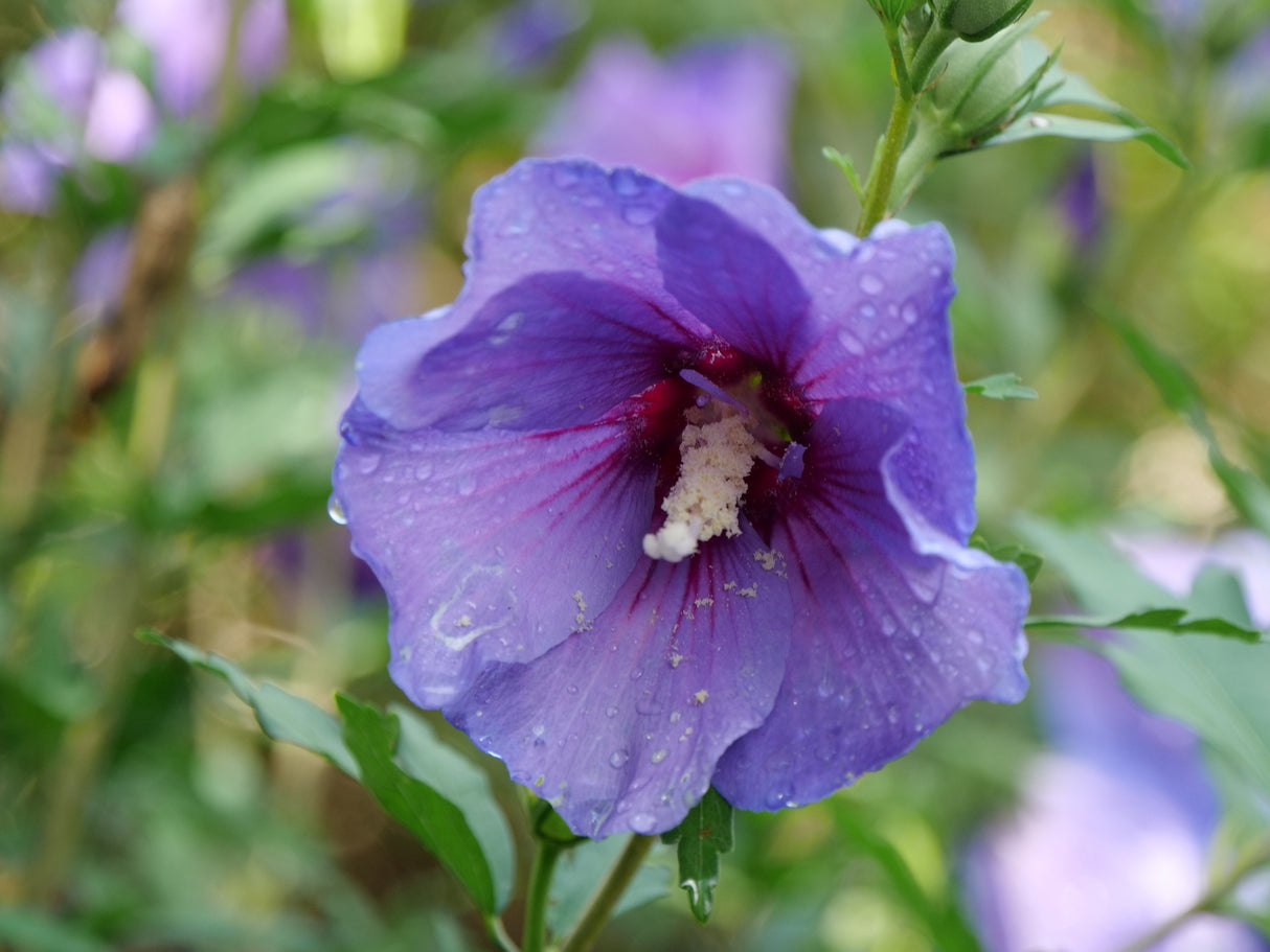 Paraplu Violet® Rose of Sharon