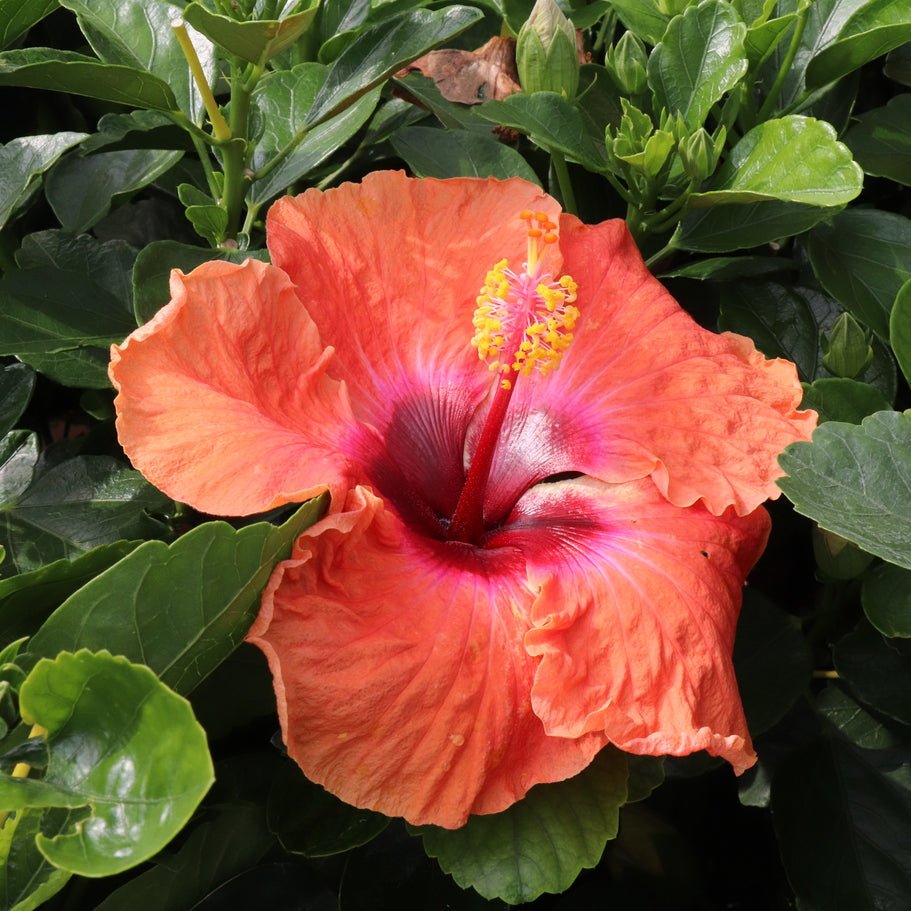 Hollywood Hibiscus™ Disco Diva™