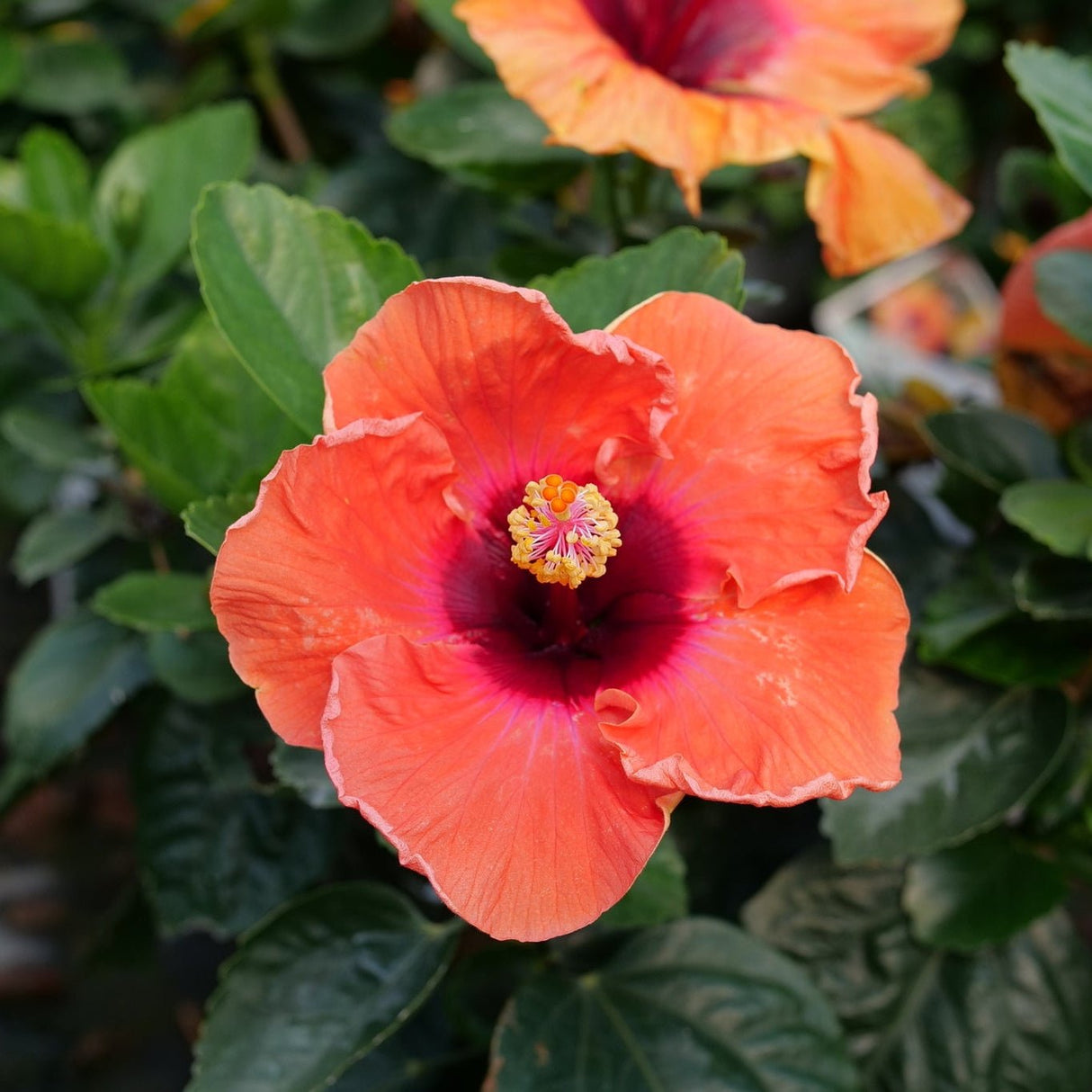 Hollywood Hibiscus™ Disco Diva™