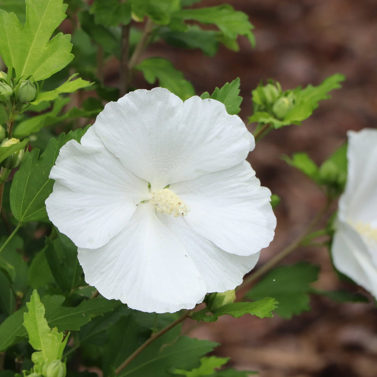 Paraplu® Pure White Rose of Sharon