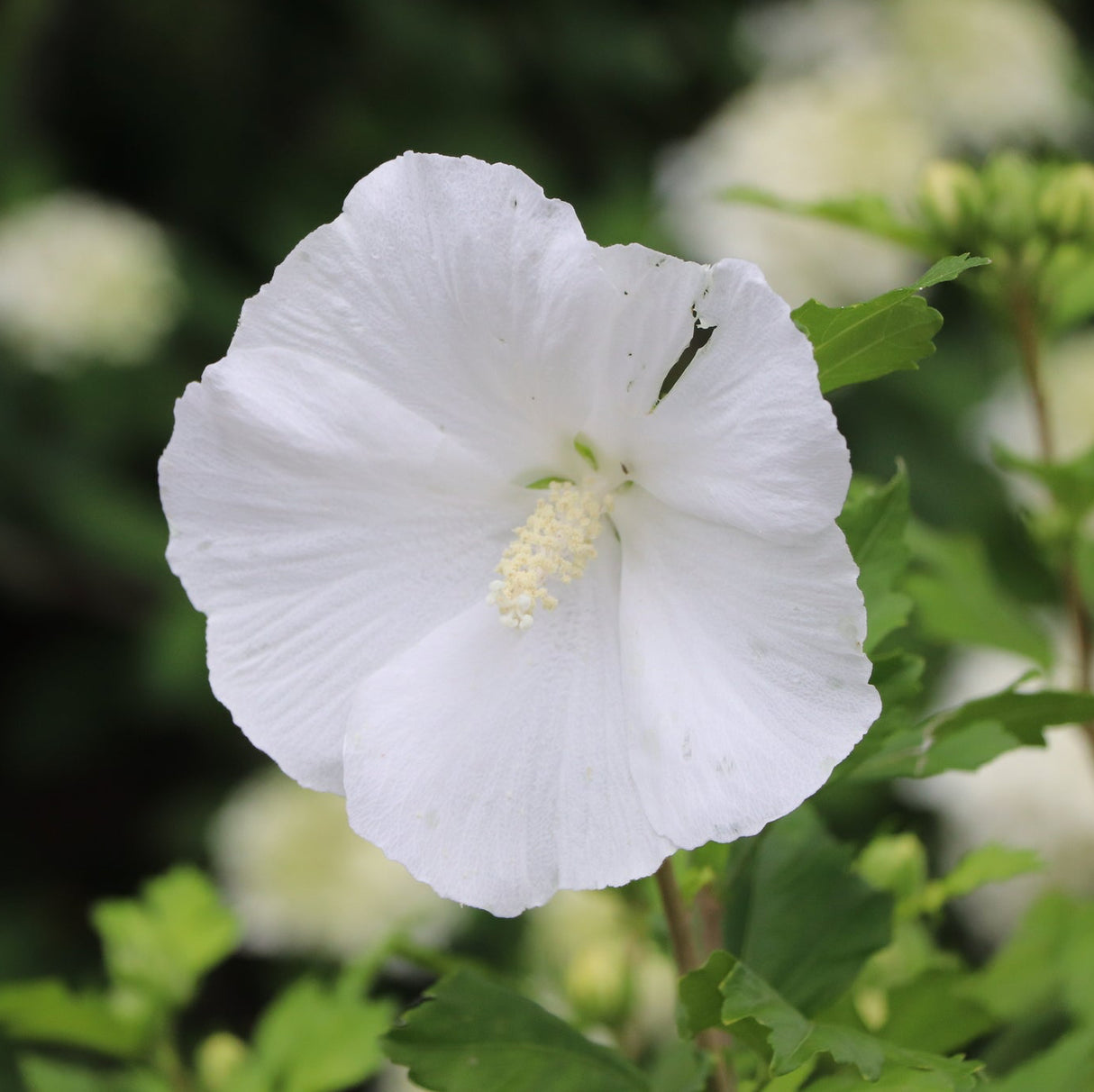 Paraplu® Pure White Rose of Sharon