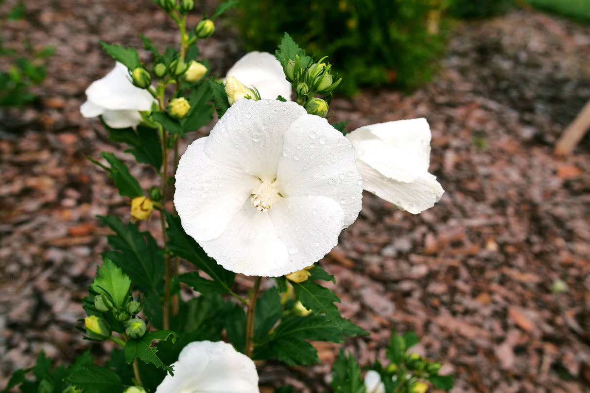 Paraplu® Pure White Rose of Sharon