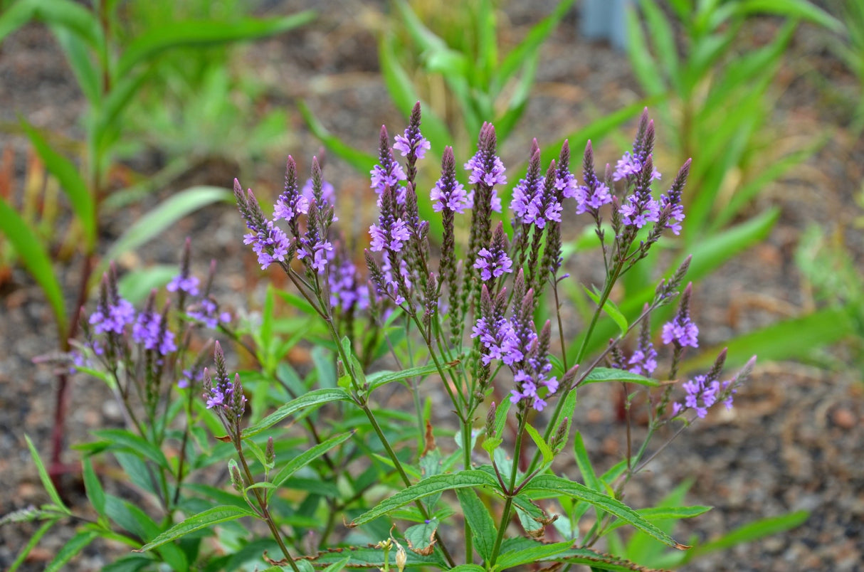 dreamstime_xxl_224864522