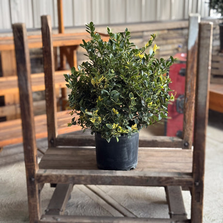 Brighten your Christmas garden with the Honey Maid Holly. Its glossy green and gold variegated leaves pair beautifully with red berries for a classic holiday look and all-winter appeal.