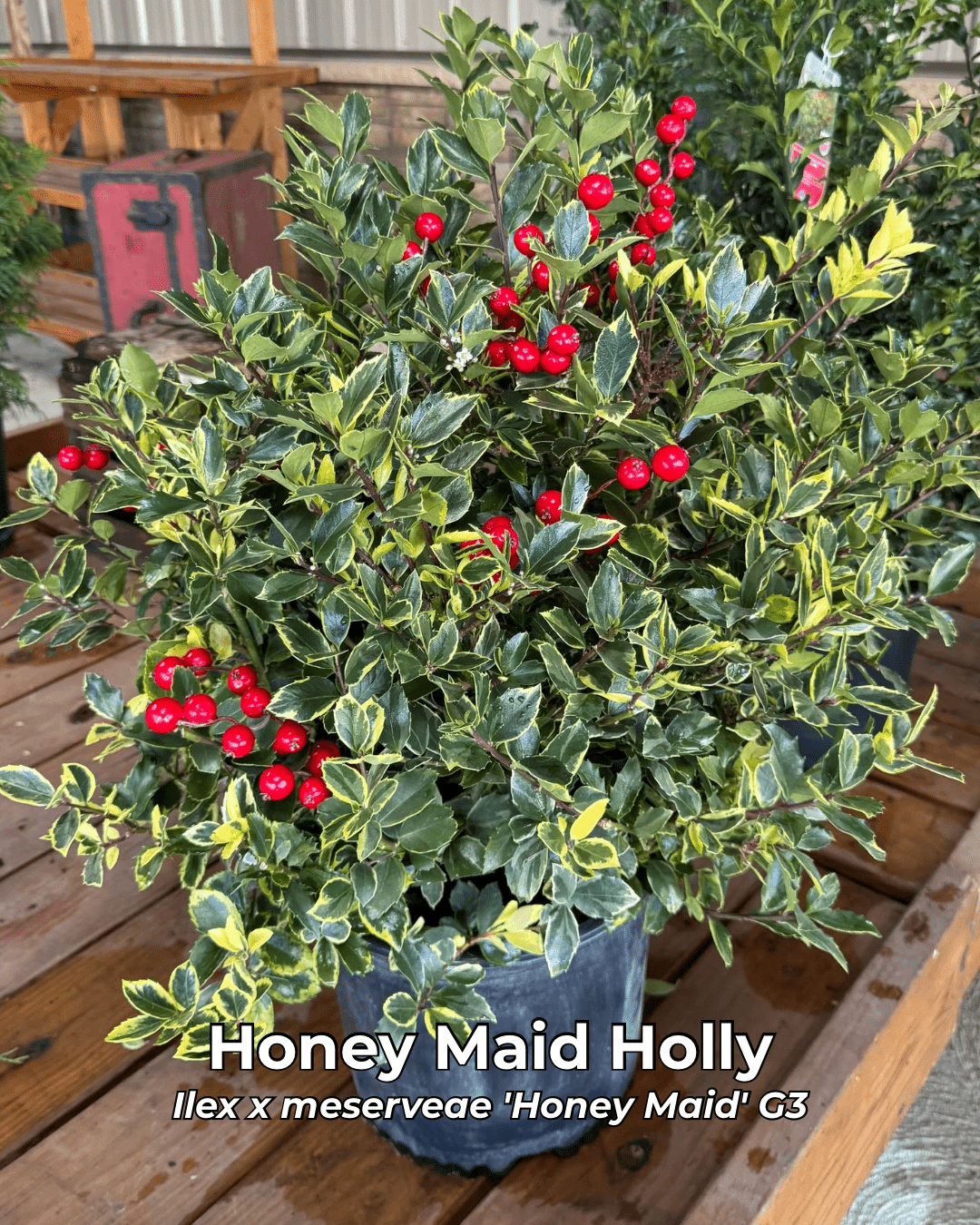 Brighten your Christmas garden with the Honey Maid Holly. Its glossy green and gold variegated leaves pair beautifully with red berries for a classic holiday look and all-winter appeal.